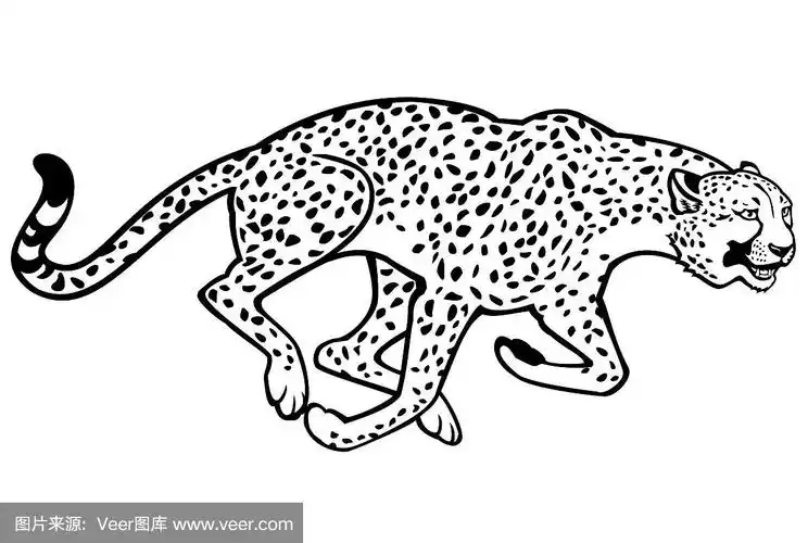 奔跑的猎豹黑白相间