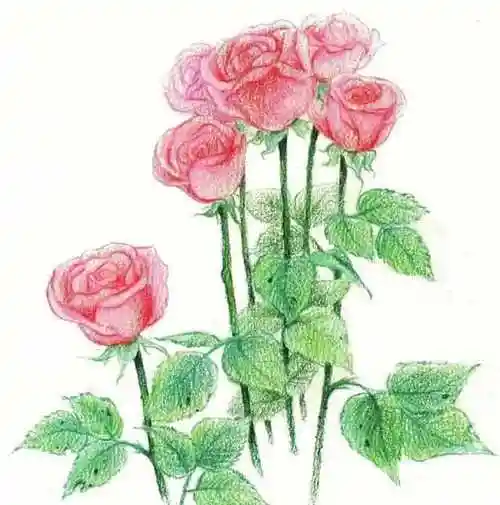 彩铅玫瑰花的画法步骤,玫瑰花彩色铅笔画教程