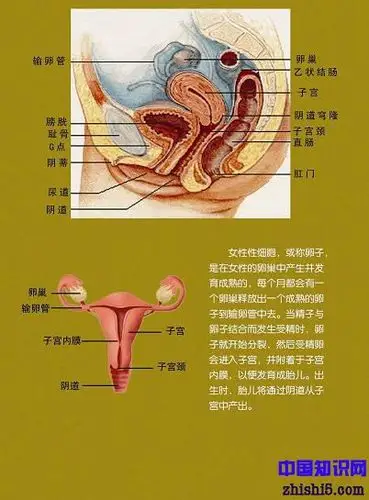 女性人体生理结构图