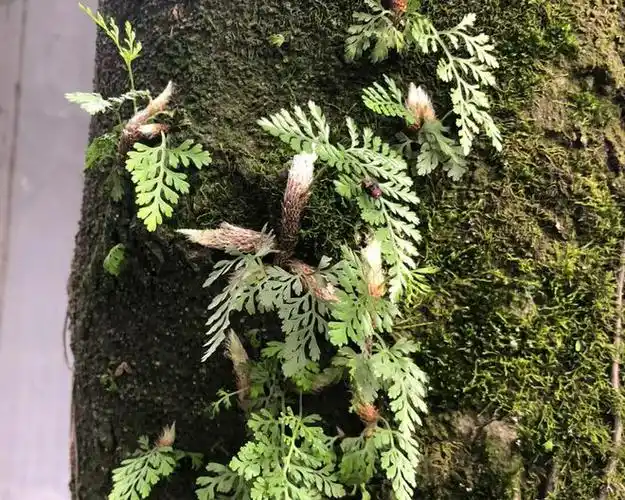 人称"白毛蛇",生于岩壁或树干上,3大作用,农民朋友要了解!