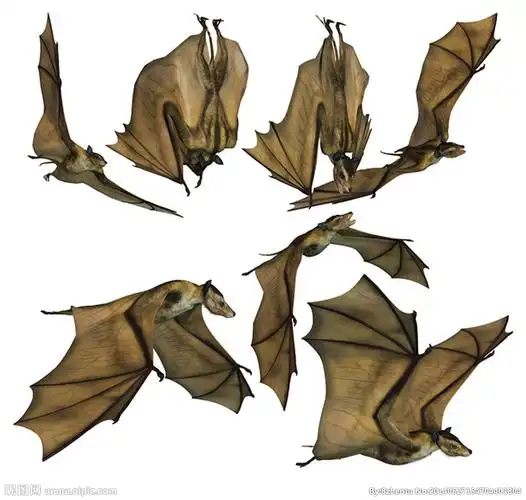 蝙蝠图片
