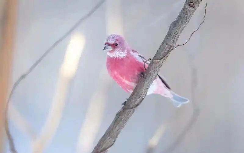 清新可爱粉色小鸟壁纸_超萌的北朱雀_动物壁纸_精品库