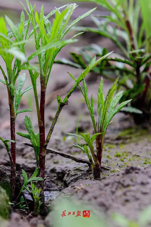"蒌蒿满地芦芽短,正是河豚欲上时",这"蒌蒿"就是