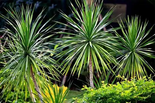 龙雪兰的养殖方法和注意事项