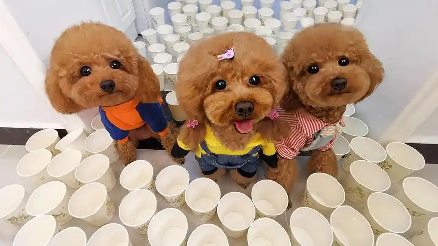 3只狗狗被100个纸杯封印,只有狗妈妈成功突围,还怒撕杯子!