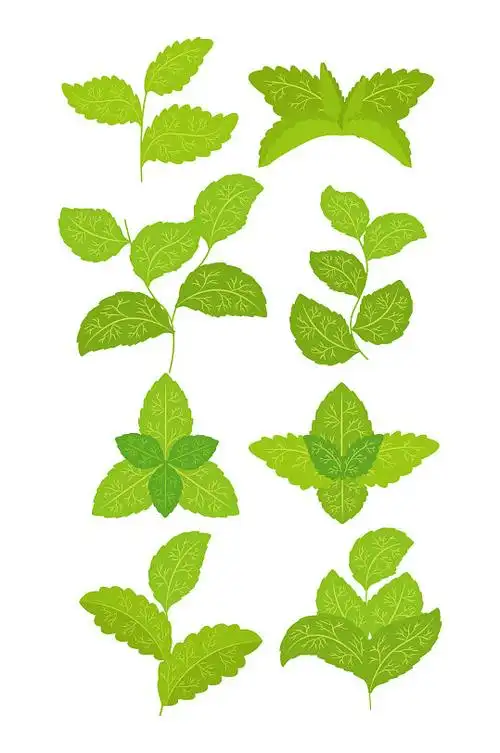 卡通绿色手绘薄荷叶子元素