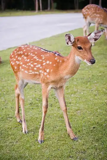 梅花鹿图片_梅花鹿高清图片_全景视觉