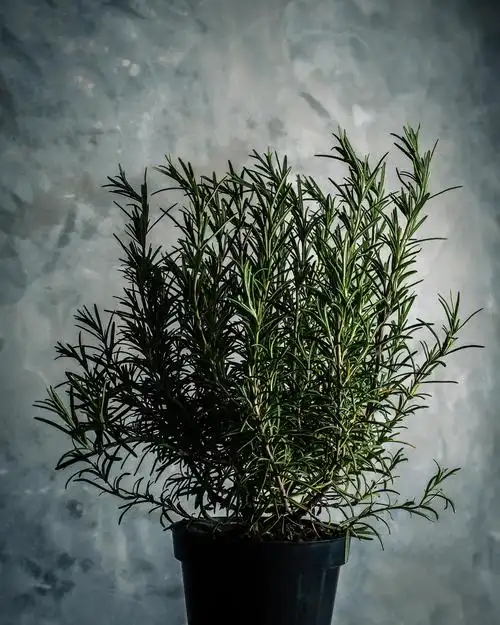 rosemary plant