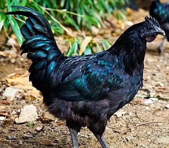 五黑鸡的营养功效(五黑鸡的营养功效与禁忌)