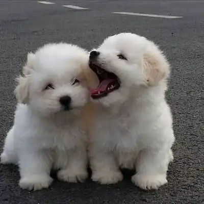 很温暖又很治愈的小动物相依偎图片 今年冬天会很冷我们一定要一起吃