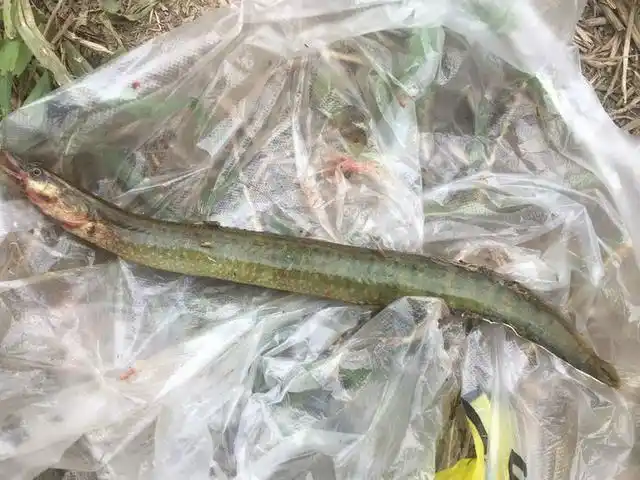 我们叫它"刺鳅鱼",多年未见,今天却钓了1条,你们那里还有吗