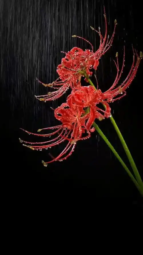 那一年初识彼岸花,只看到了它的美艳却没读懂它的孤独与悲伤……动态