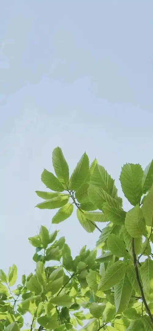 壁纸|植物花卉:治愈养眼,小清新唯美,赏心悦目|壁纸|小清新|微头条|金