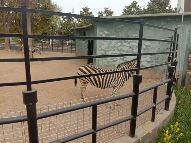 学生一起来到淮安,继续春天的约会,从总理纪念馆到总理故居再到动物园