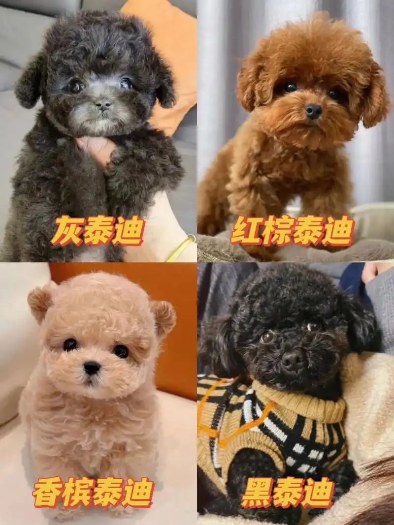 泰迪多少钱一只?香槟色灰色泰迪幼犬!