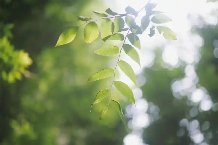 治愈绿#小清新壁纸  #绿  #绿色治愈