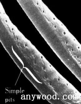 木材细胞壁上的结构特征——纹孔