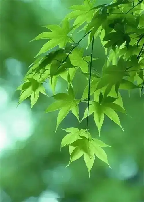 壁纸推荐绿色护眼绿意盎然清新唯美高清无水印