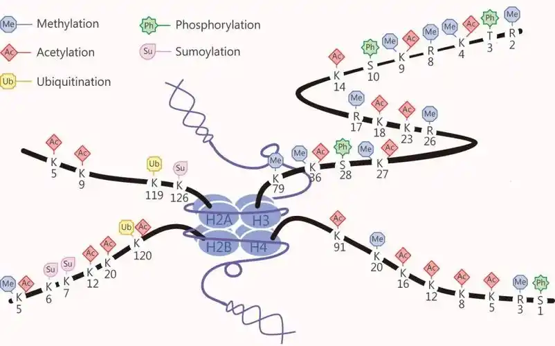 表观遗传界的腕儿: 组蛋白乙酰化