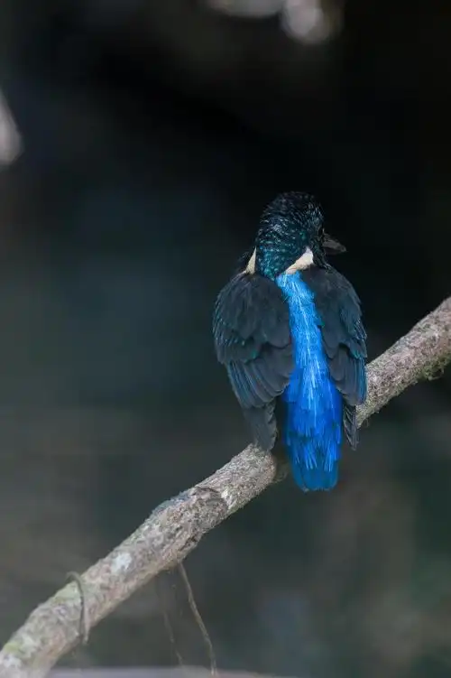 斑头大翠鸟🐦翠鸟是一类技艺高超的捉鱼能手,它们有着漂亮的羽色