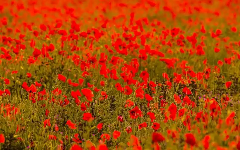 红罂粟花田,模糊 壁纸 - 1440x900