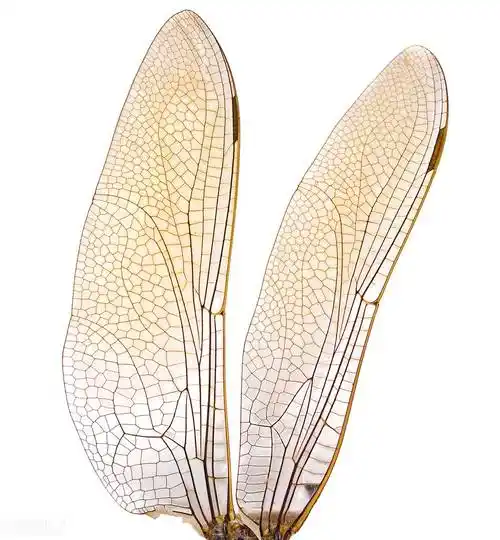 随后科学家通过显微镜发现蜻蜓翅膀的前缘,有一处被称为"翼眼