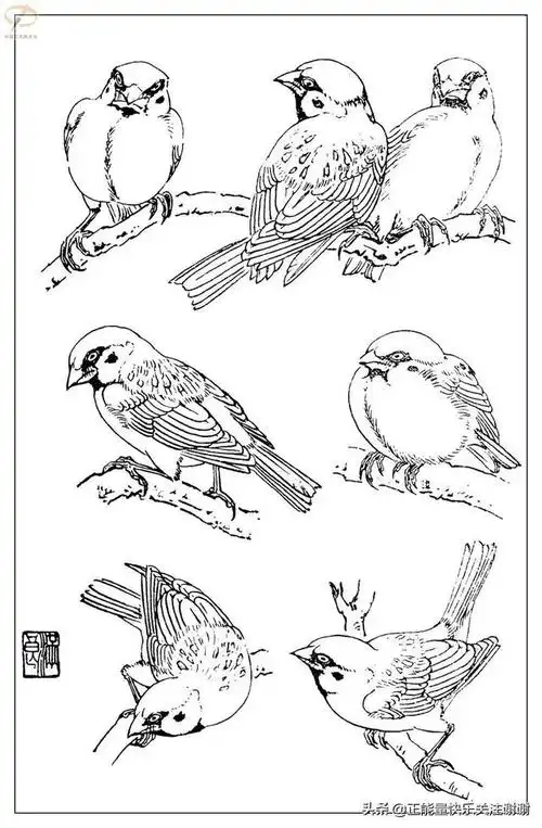 麻雀白描 - 美篇