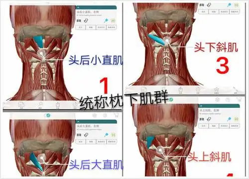 学解剖,要学会就字解字,如在解剖学的命名当中,有的以方位命名;如肌肉