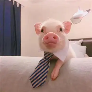 可爱小猪猪头像乌克兰小乳猪