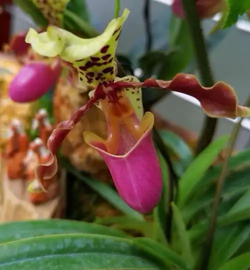 亨利兜兰,属兰科植物.花形大,花型奇特,花色丰富.容易管护.