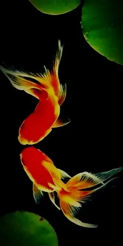 1080_2160竖版 竖屏