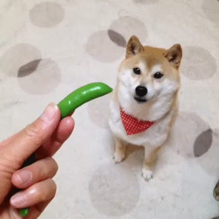 收集   点赞  评论  端午 可爱猫咪 萌宠 喵星人 0 598 违心x  发布