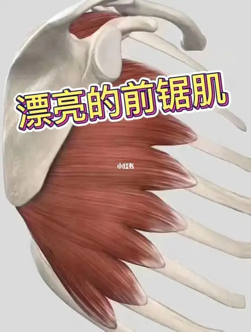 肩颈不适另一条肌肉前锯肌