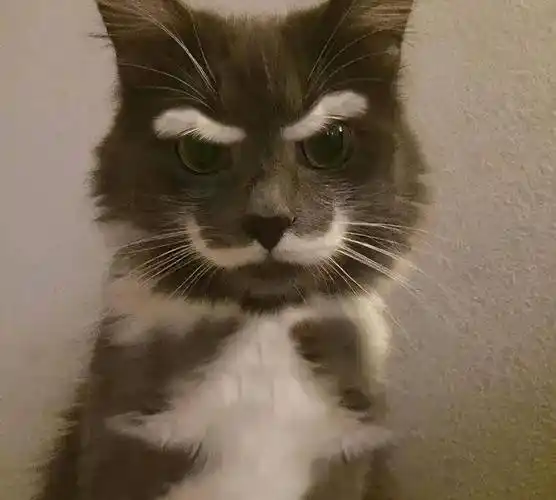 这吹胡子瞪眼的表情,和鳌拜有的一拼.