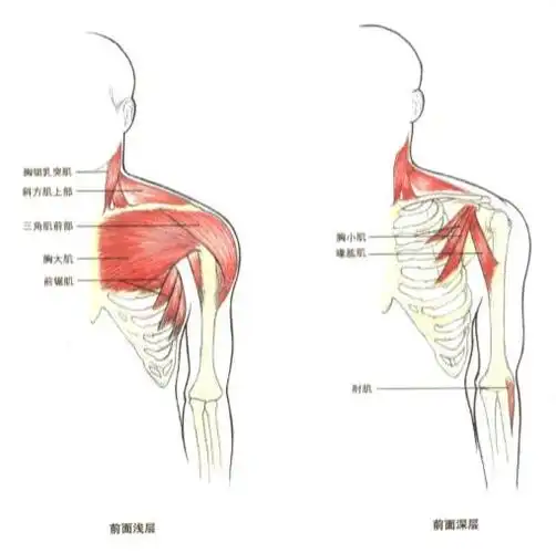 从上练到下,最全胸肌训练动作合集|肌群|肌肉|杠铃|胸大肌_网易订阅