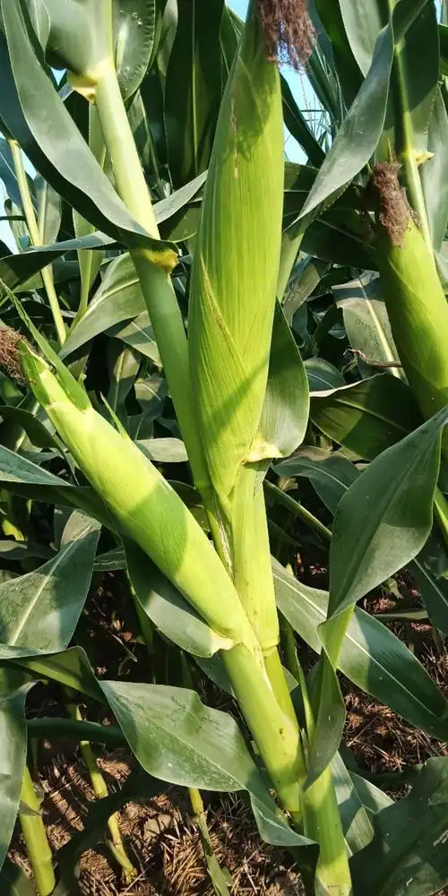 2018年夏播玉米农华816棒!棒!棒