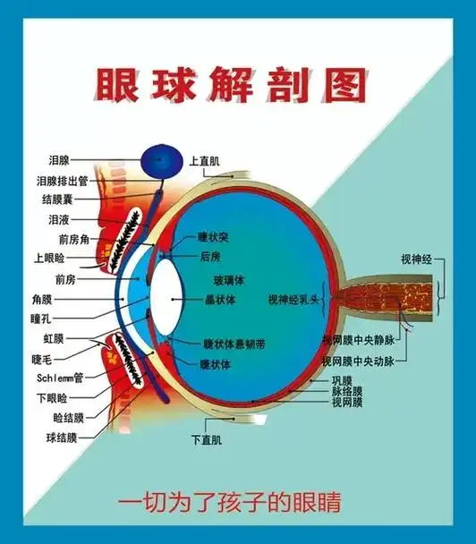 眼球结构图#白兔潭青少年儿童护眼百科 #白兔潭新视界眼镜  - 抖音