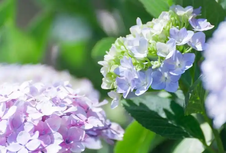 花团锦簇的绣球花