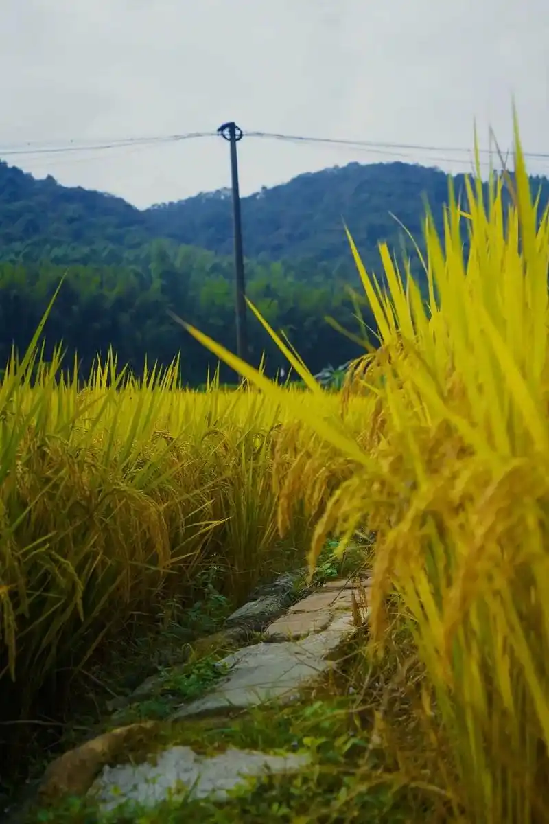 金灿灿的感觉就是这么让人舒服.#稻田风光 #摄影师日常 #拍 - 抖音