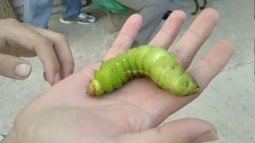 请问,有谁认识以下图中的这张小虫?