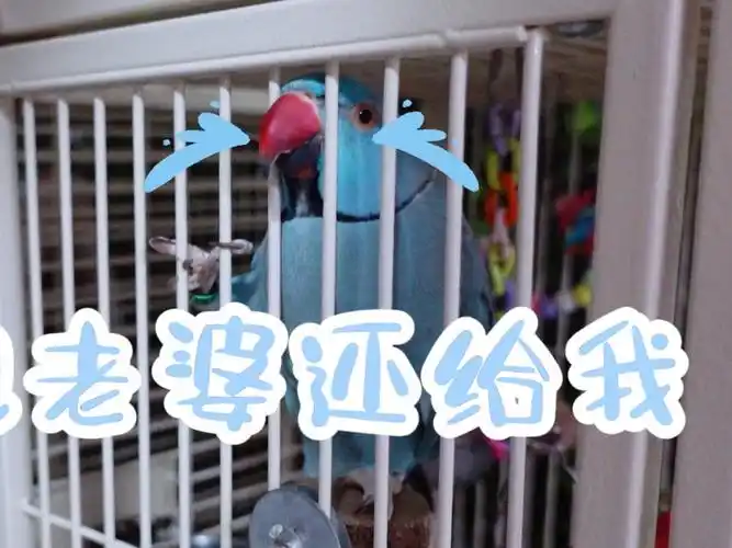 月轮小蓝老婆贴贴老婆亲亲