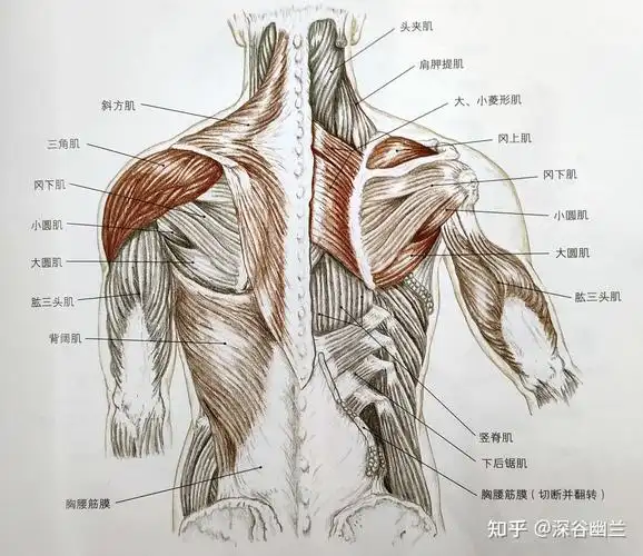 臂丛的锁骨上部神经与之支配的肌肉