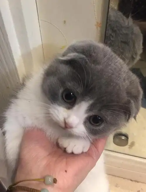 英短折耳猫找新主人坐标上海