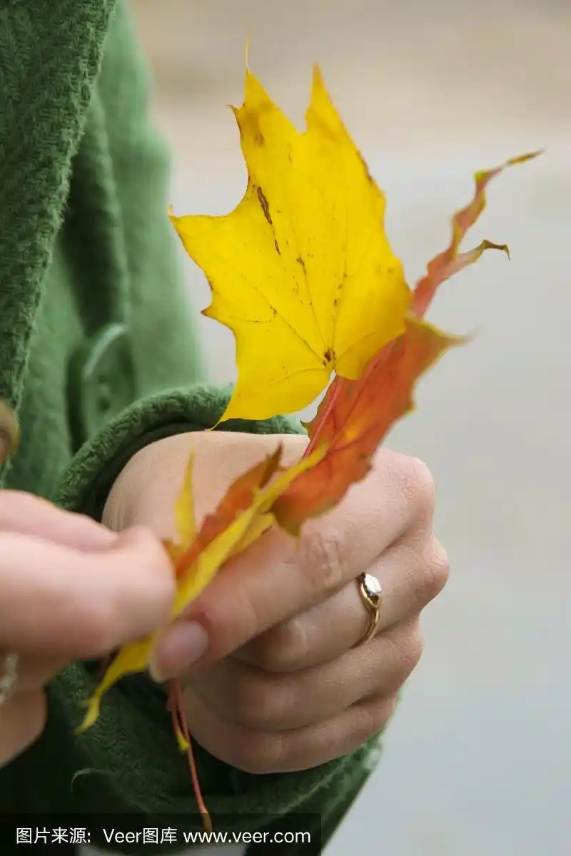 秋天的树叶在女孩的手中