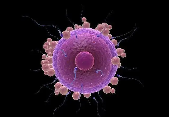 25岁卵泡发育慢不孕是由什么引起的