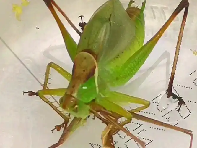 扎嘴(鼓翅鸣螽),作为蝈蝈(优雅蝈螽)的小弟,虽然体型小了一圈,却也是