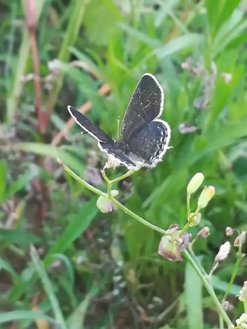 摄影蝴蝶展翅3117