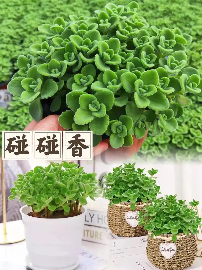碰碰香,也叫绒毛香茶菜.一款求抱抱求摸摸的植物!#爱生活爱养 - 抖音