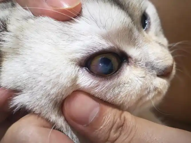 求助,猫眼球上出现了白色混浊物