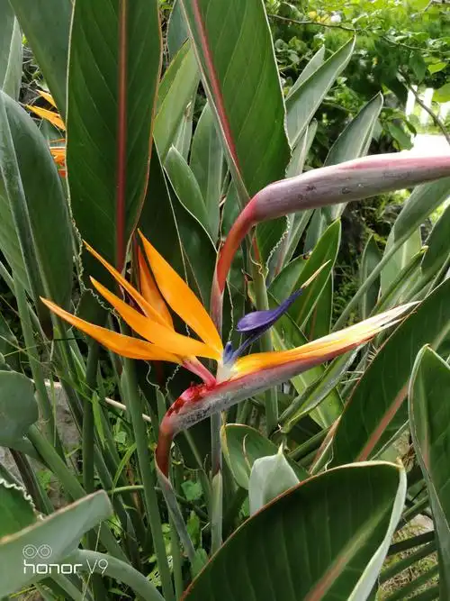 天堂鸟与旅人蕉